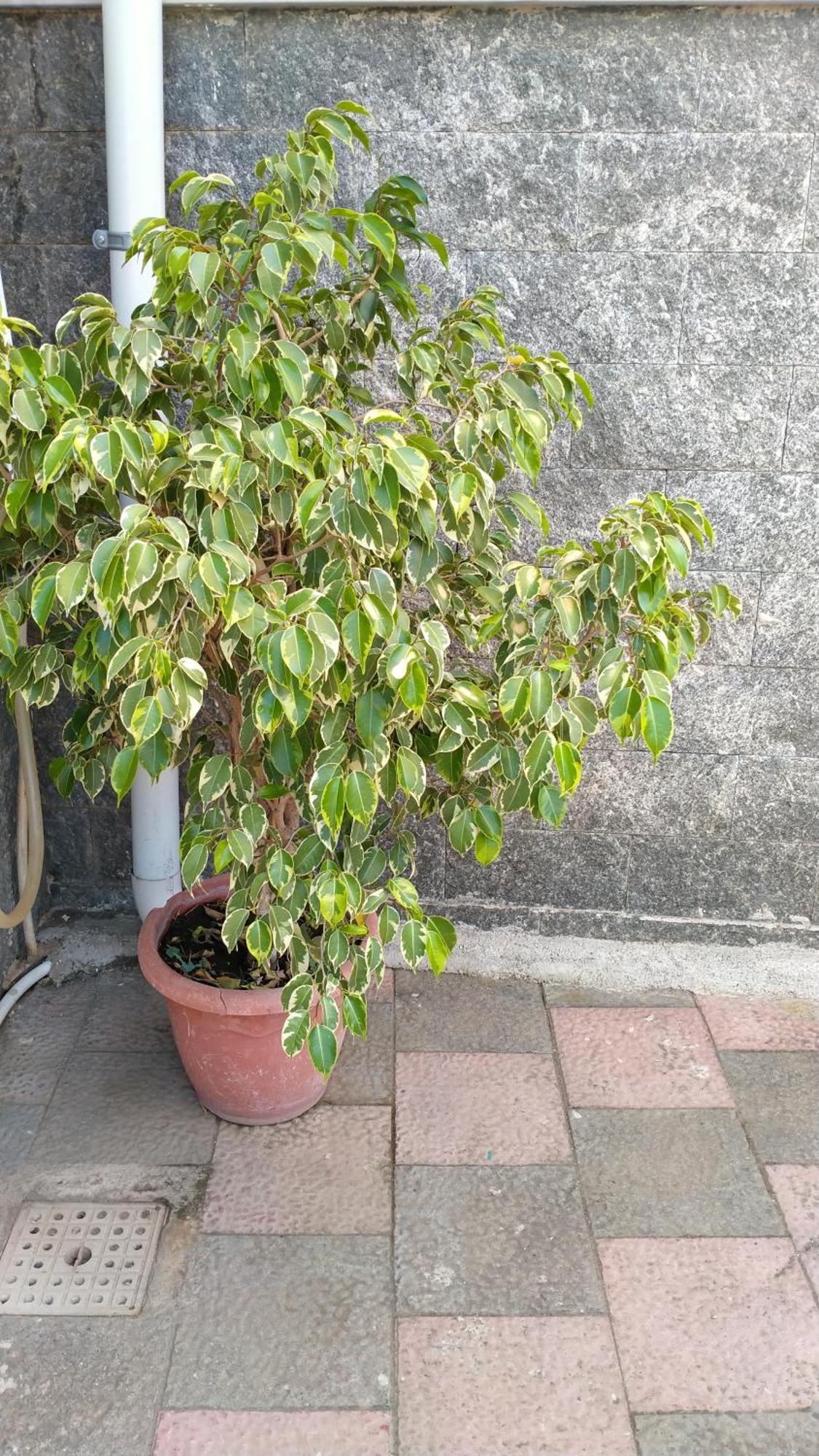Domus Annae B&B 庞贝 外观 照片